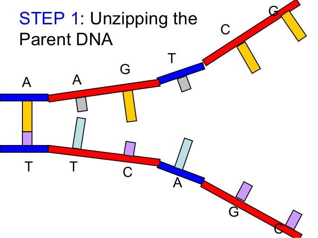 wiley dna replication animation